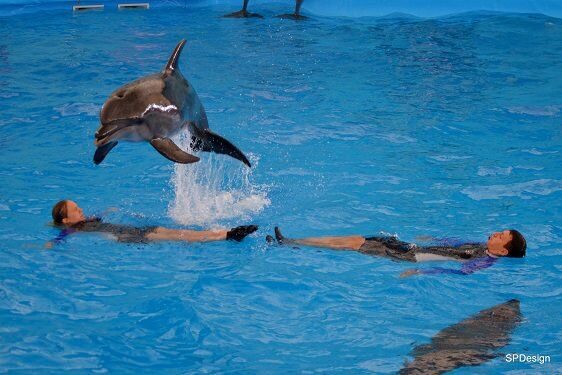 dolphinbaynemo3