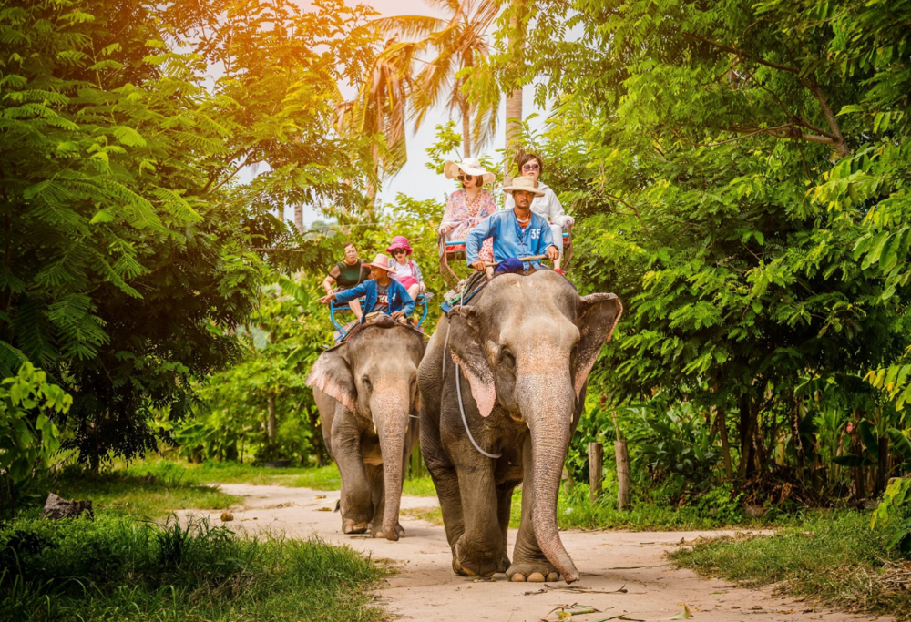 Elephant